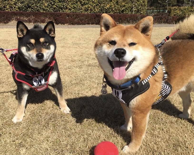 今日の“うちのコ☆”