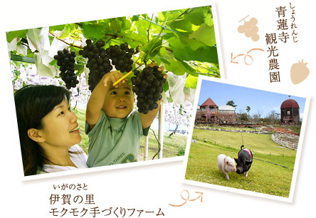 青蓮寺観光公園 伊賀の里モクモク手づくりファーム